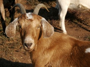 Brown_female_goat