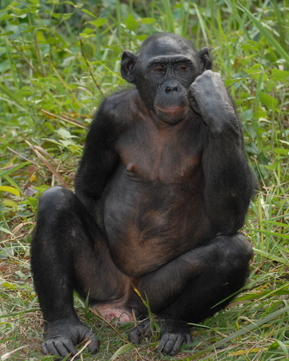 Pan_paniscus12